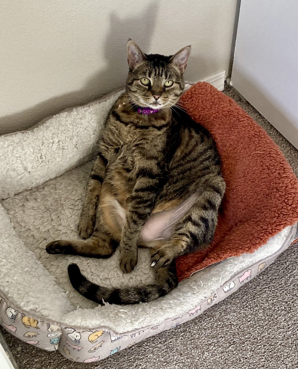 Cosplay Kitten tweet media