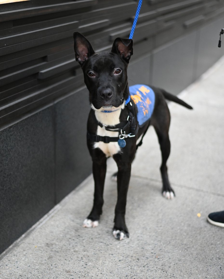 Overton joined the #muddypawspack from the @nycacc, and is eager to meet his future family! He is an excitable pup who thrives with structure and exercise. He loves long walks in the park, playing with his toys. He enjoys a good cuddle and feels very at home in his crate. 💤