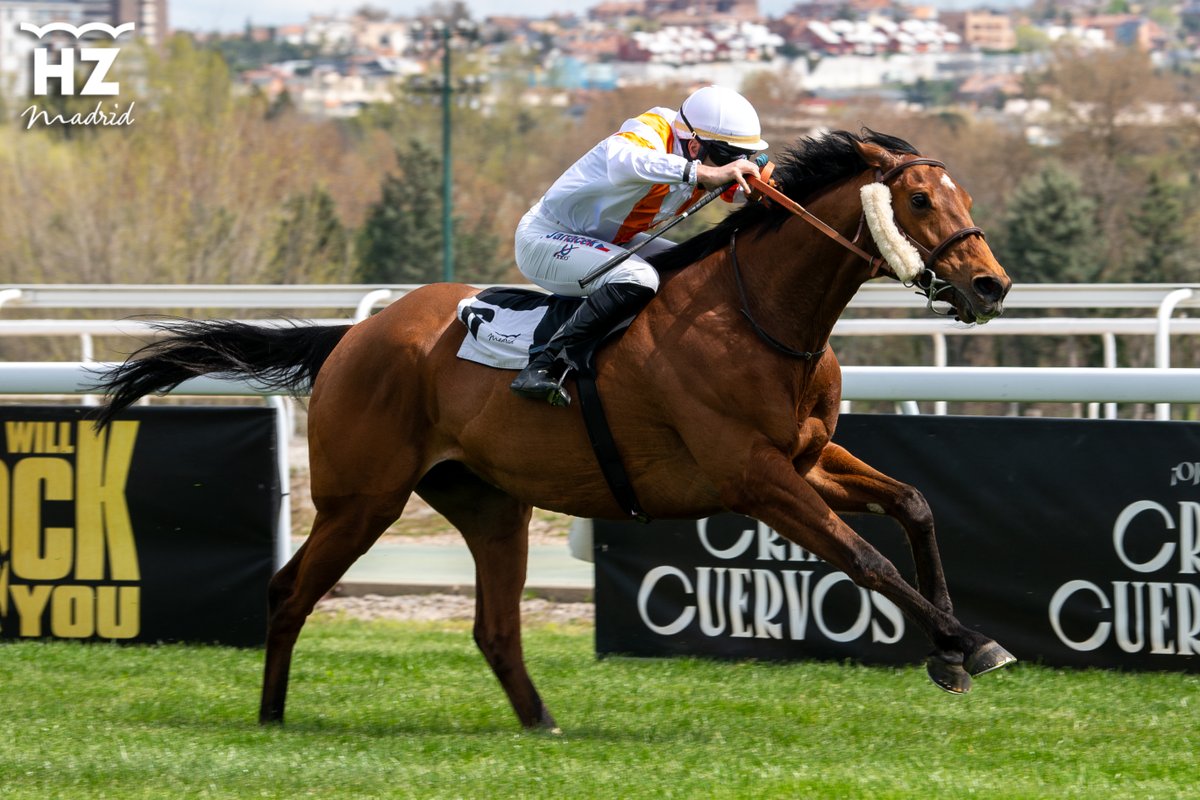 El caballo más viajero de @HipodromoMadrid, QATAR RIVER (French Fifteen), aborda mañana una Classe 2, soporte de la siempre exigente Quinté, con la monta de @mickaelbarzalon. Deseamos muy buena suerte a sus propietarios, Rapier (@CuadraMellizos @RUBENONE3) y a su preparadora