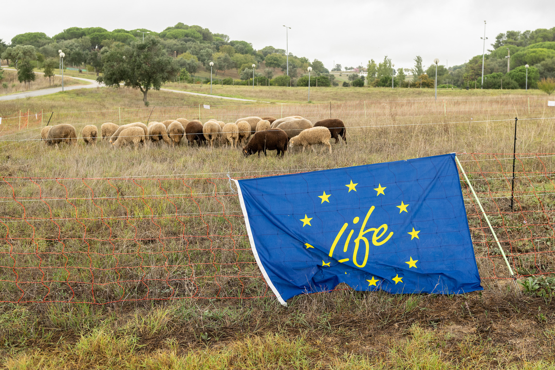 The sheeps are back to Parque da Bela Vista to cut the grass and increase organic matter in the soil. 
 <a href="/LIFEprogramme/">LIFE Programme</a> 
#Lisboa #LifeLungs