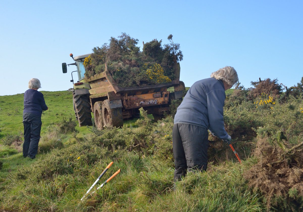 It was a privilege on Wednesday to join a @speciesedge work party of 14 energetic volunteers cutting gorse on a sunny slope overlooking the scenic Solway between Sandyhills and Rockcliffe. A massive thank-you to all who took part. @BC_Scotland @BC_SWScotland @savebutterflies