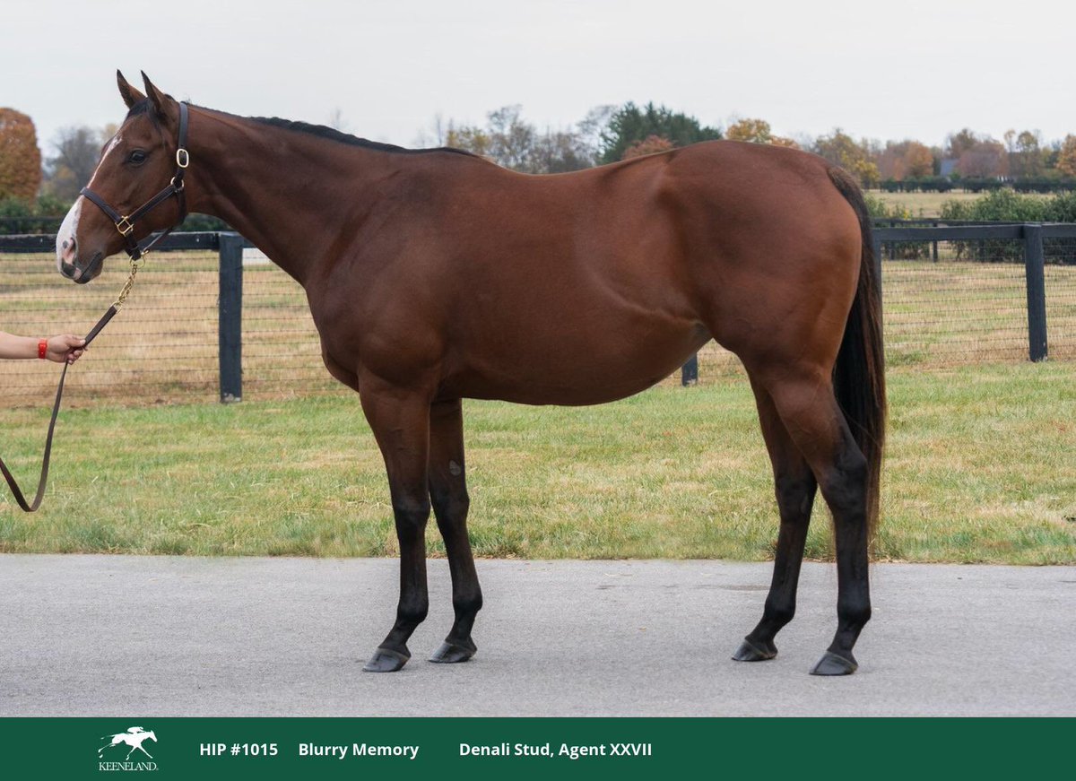 While looking through the #KeeNov online catalogue just now, I found out my birthday twin Blurry Memory (2020 Justify x Moonshine Memories) is selling in-foal to Munnings a little later today!! 😵🤯🐎