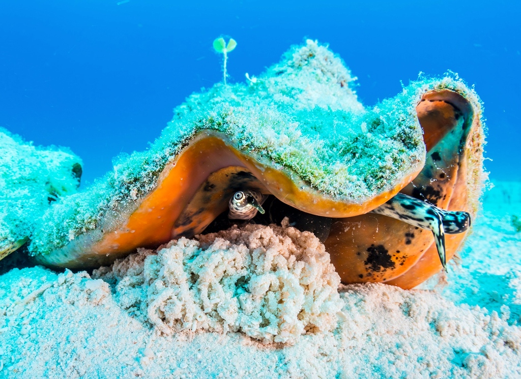 Perry Institute for Marine Science (PIMS) tweet media