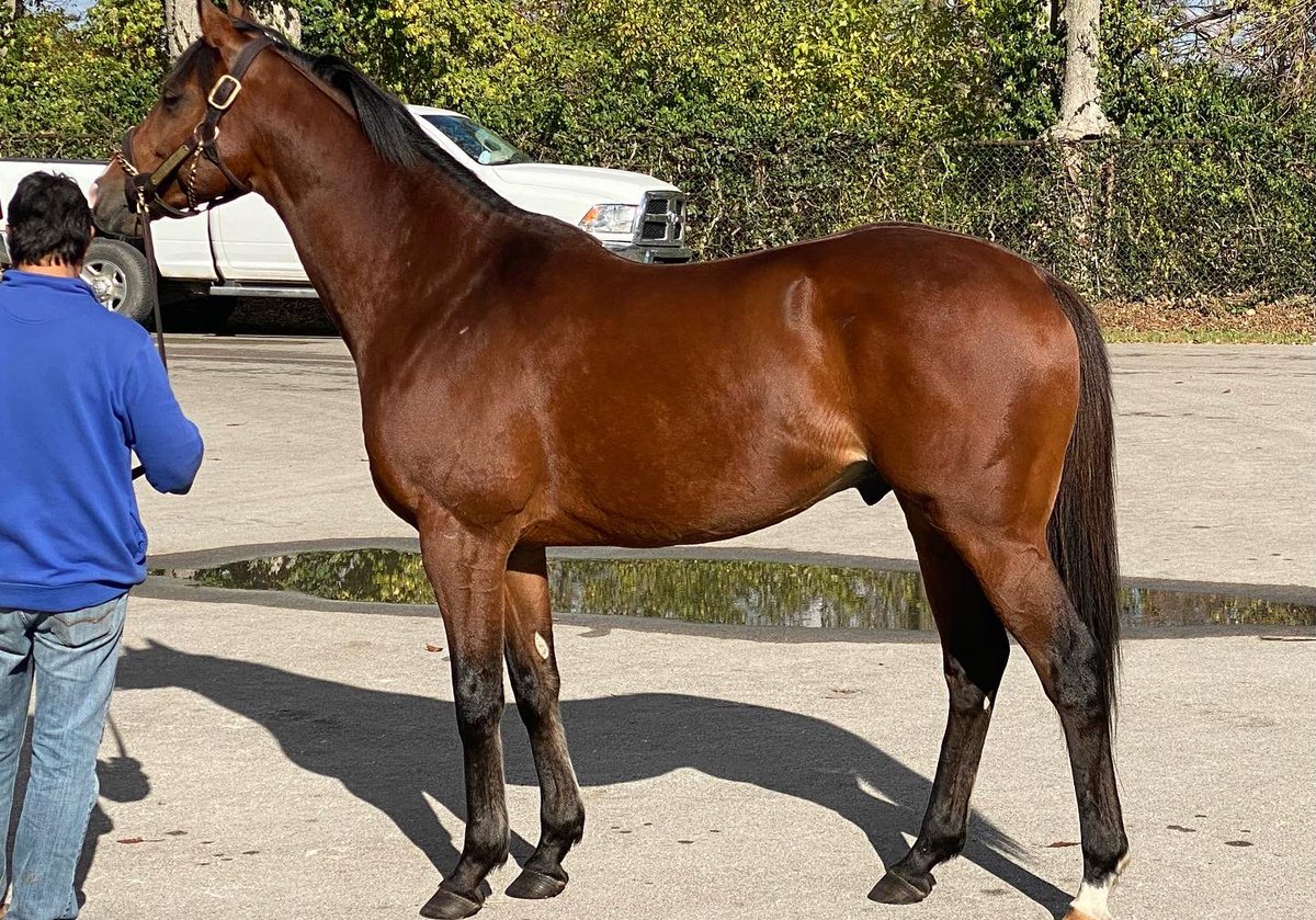 RacingDmw's tweet photo. Thanks to @WalmacLLC and @JayGoodwin77 for showing their stallion roster to us! Core Beliefs,Pappacap, Pinehurst, and Fulsome! #sire #dmwrs #HorseRacing #walmac https://t.co/jxlhvkZfFs