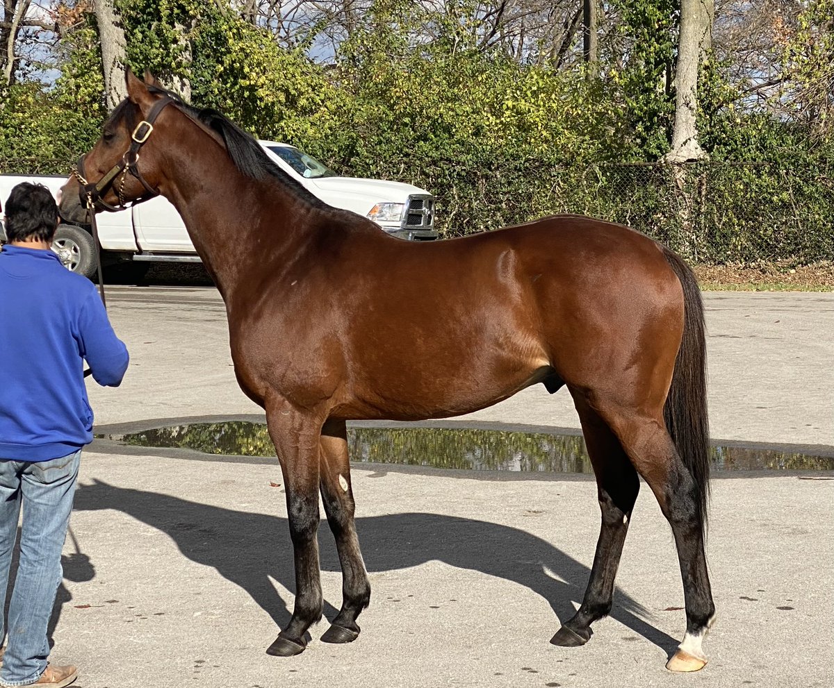 RacingDmw's tweet photo. Thanks to @WalmacLLC and @JayGoodwin77 for showing their stallion roster to us! Core Beliefs,Pappacap, Pinehurst, and Fulsome! #sire #dmwrs #HorseRacing #walmac https://t.co/jxlhvkZfFs