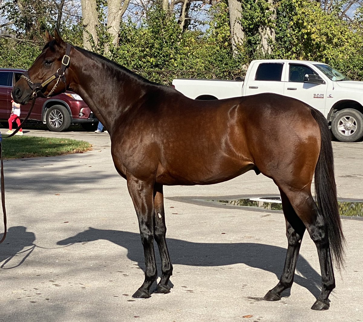 RacingDmw's tweet photo. Thanks to @WalmacLLC and @JayGoodwin77 for showing their stallion roster to us! Core Beliefs,Pappacap, Pinehurst, and Fulsome! #sire #dmwrs #HorseRacing #walmac https://t.co/jxlhvkZfFs