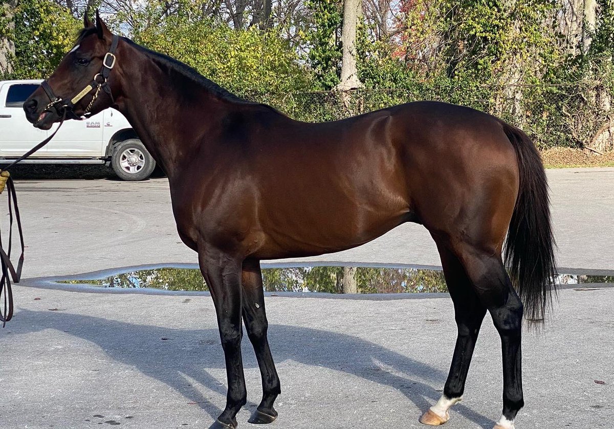 RacingDmw's tweet photo. Thanks to @WalmacLLC and @JayGoodwin77 for showing their stallion roster to us! Core Beliefs,Pappacap, Pinehurst, and Fulsome! #sire #dmwrs #HorseRacing #walmac https://t.co/jxlhvkZfFs