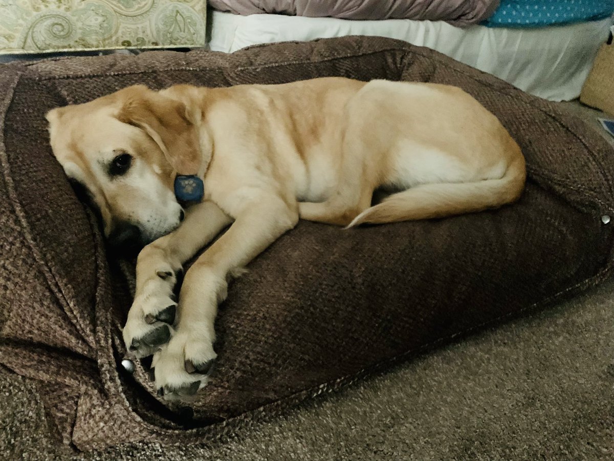 .<a href="/TheOrvisCompany/">The Orvis Company</a> I love my bolster bed but just to let you know those snaps don’t withstand a pawing Labrador 😂. Interchangeable covers is an awesome idea but the snaps don’t stay snapped when I dig a hole for myself!