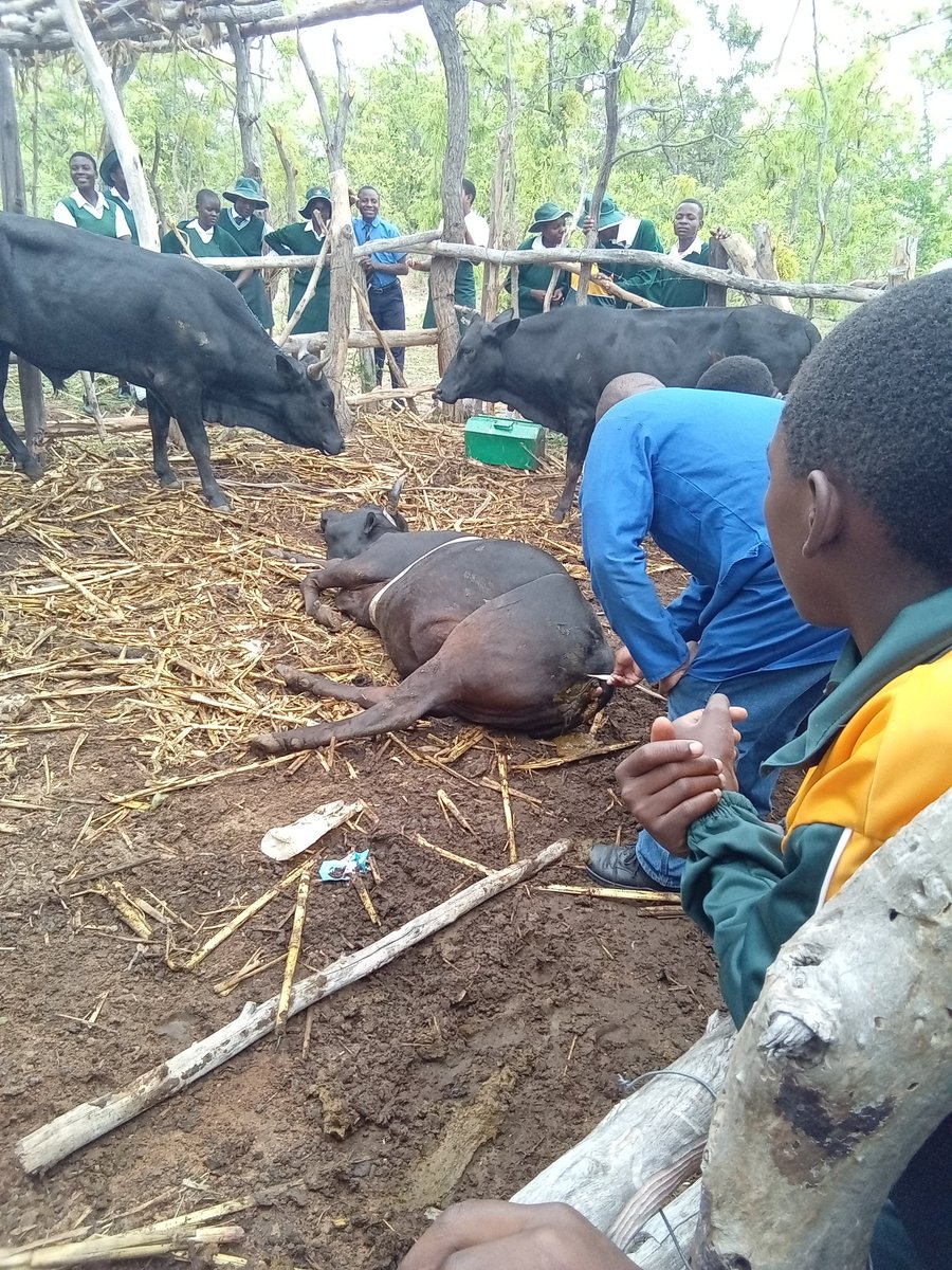 PrivilegeTsoka's tweet image. Bondamakara high learners getting the chance to learn more from Veterinary doctor #teachforAll #teachforZimbabwe