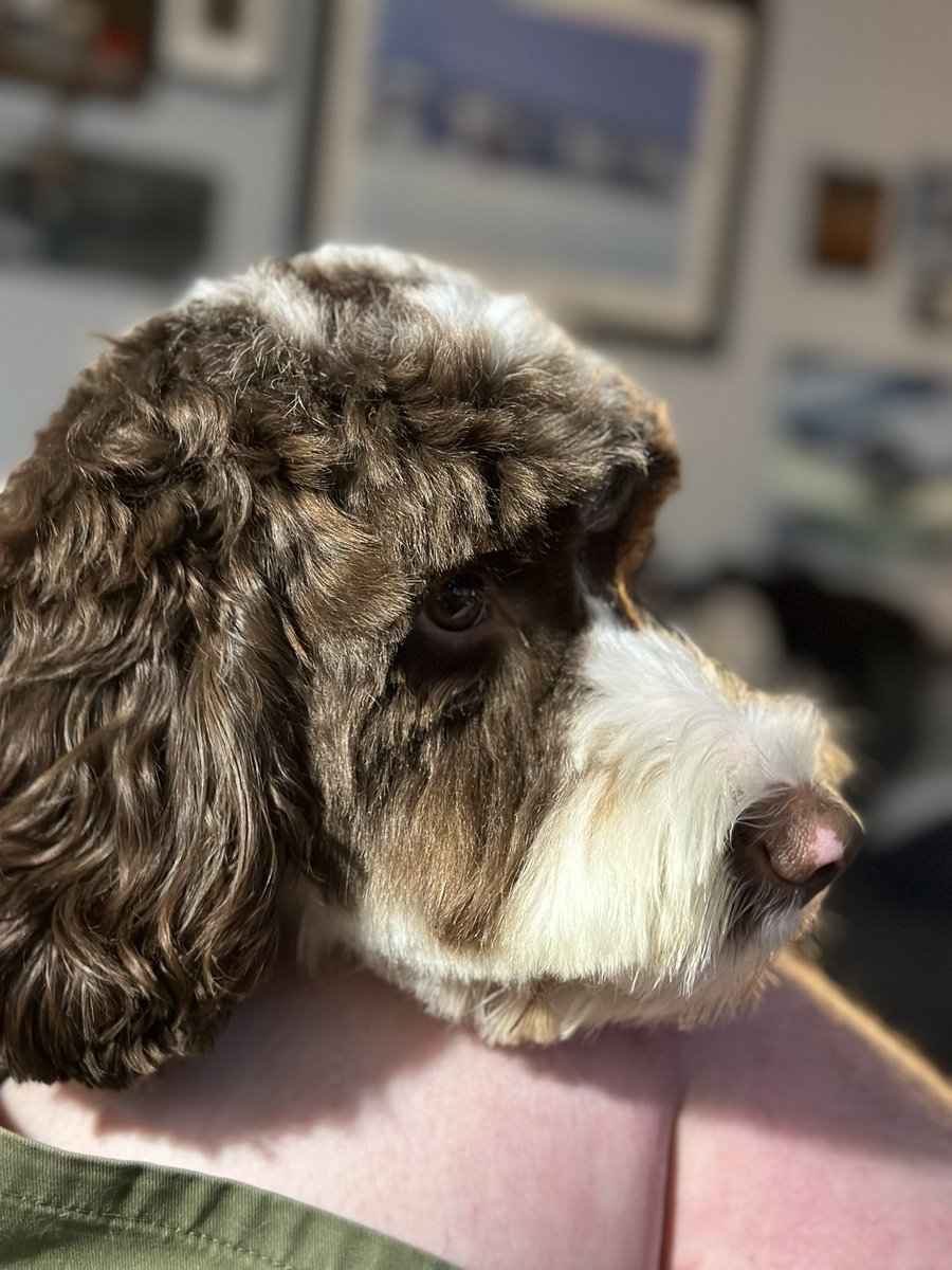 27mike30's tweet photo. @sophiearumble My Sproodle Ted! https://t.co/qRqPW0IyHB