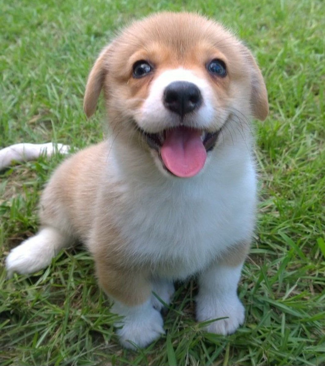 LoverCuteDogs's tweet image. 