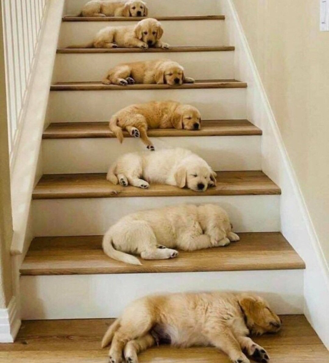 LoverCuteDogs's tweet image. 