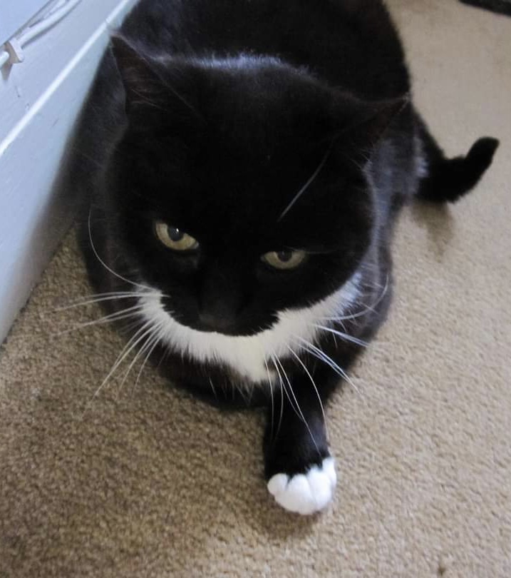 HealingPurrsPaw's tweet photo. Finkin of @AlysonMeadowcr1’s sweet pal #Macey, who had her 4f #Angelversary on Oct. 31st, wif #LUVnREMEMBRANCE ❤️🌈🌟
#HealingPurrsPawty #pawcircle #AngelGang #OTRB https://t.co/uYoLIpy0EG