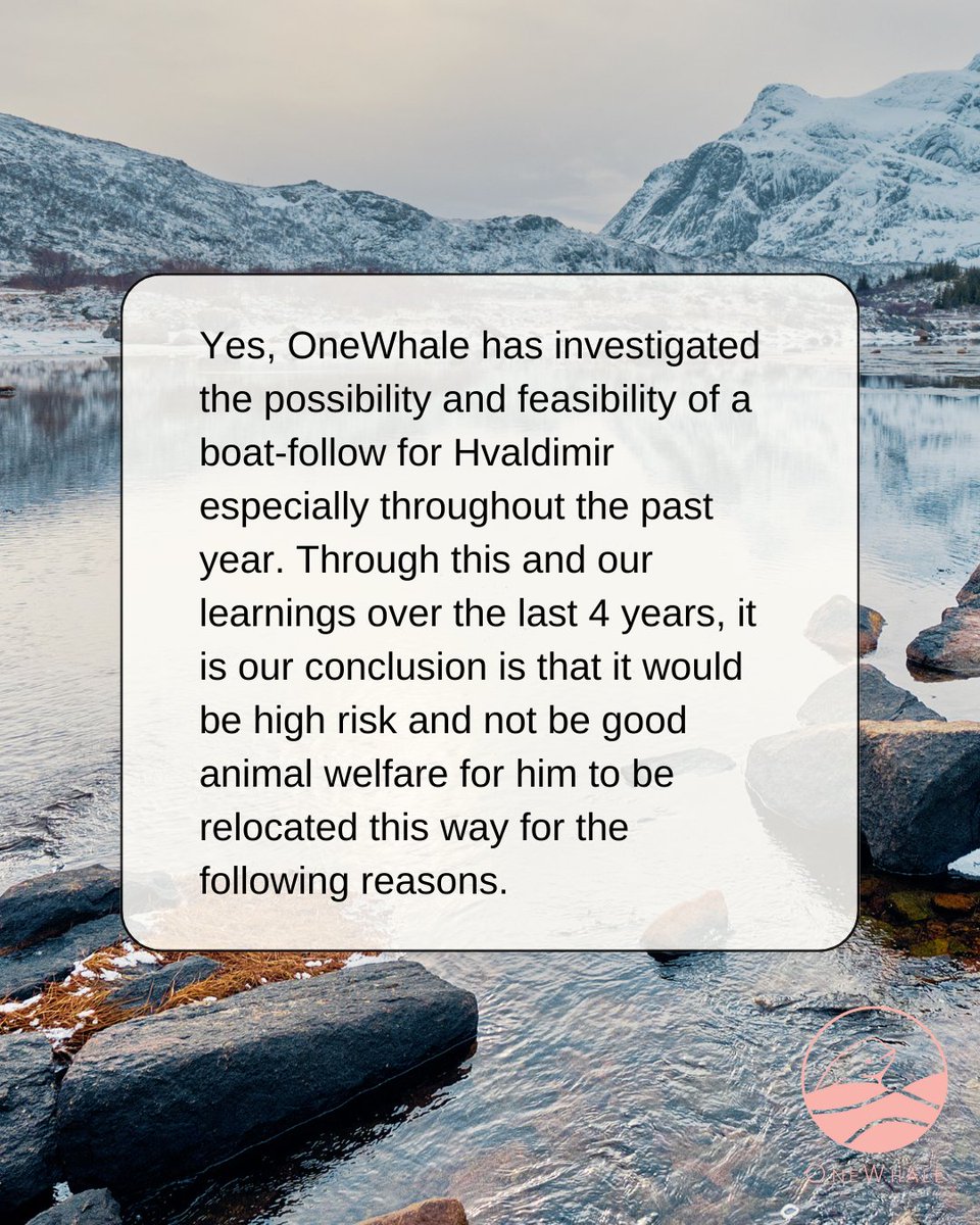 onewhaleorg's tweet photo. FAQ: Swipe through to get answers about finding the best solution for Hvaldimir’s lonely life. #onewhale #hvaldimir #faq #whales https://t.co/OF58H8HEbI
