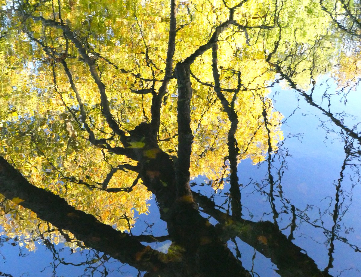 A sycamore aslant a brook, showing his bright leaves in the glassy stream 💛💙💛
#Reflections #folio400