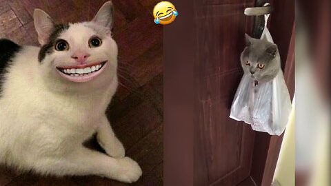 world_animals1's tweet photo. smile🤣
#dog #cat #meomeo #mew #funnycat #catfunny #animals #X #animalsTwitter #Trending #top https://t.co/2Z3j7V4w3U