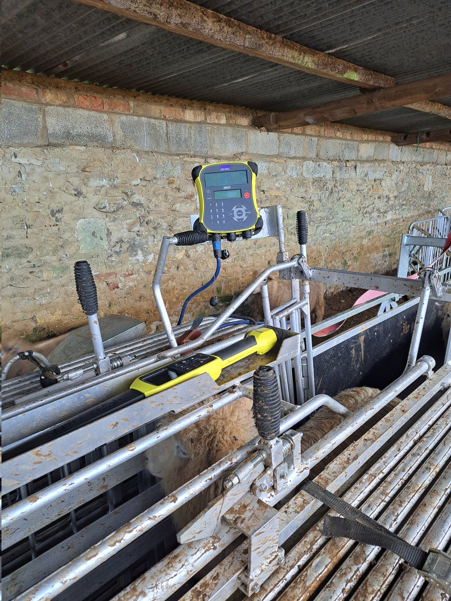 AdvisoryBlyth's tweet photo. On farm yesterday morning, supplying some advice on how they can get more out of their EID equipment, what data you can capture, and how they can use the data to monitor livestock performance. #TruTest #Gallagher #Sheep #DataAnalytics #farming #sheepfarming #datadrivendistion https://t.co/Fd2udxClkL