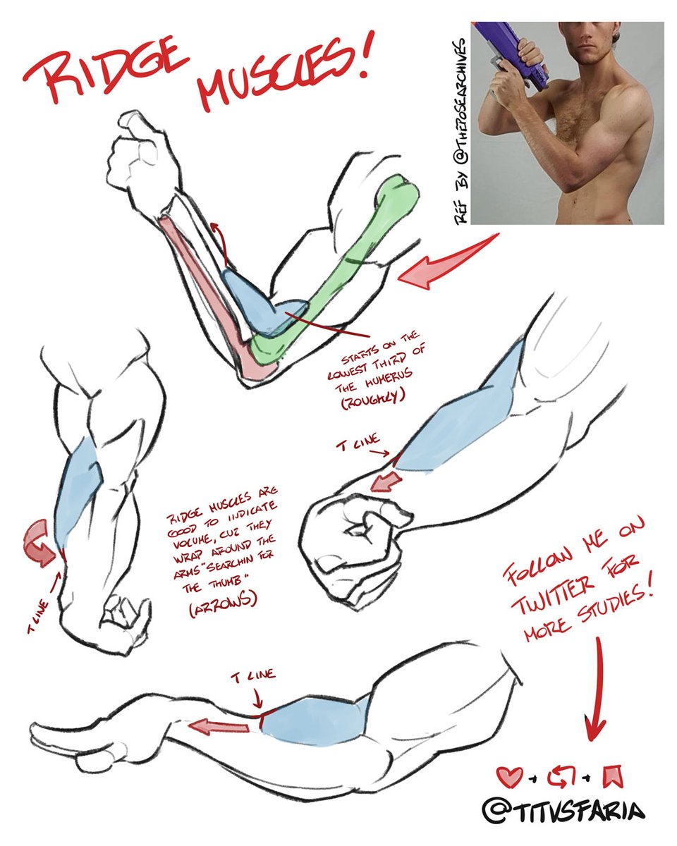 some ridge muscles tips and notes! This two muscles add a lot of dynamism to the arm!

If you like this kind of studies, RT and follow me! Also, comment if you find any mistake or have any question! Let's study and improve together! (=

ref by <a href="/theposearchives/">The Pose Archives ⚔️</a> and ramon dino 🇧🇷