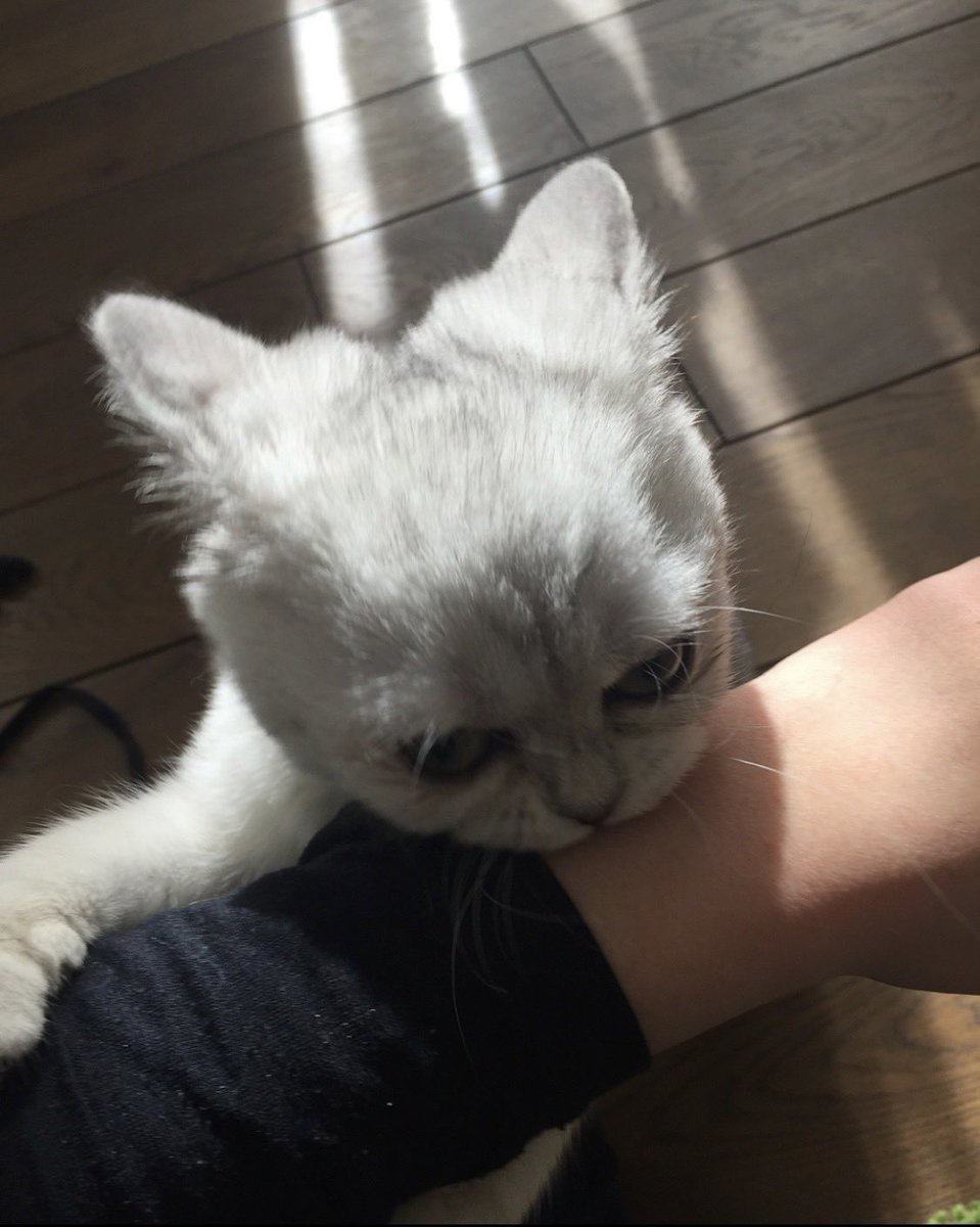 asarilife1's tweet photo. @cats_divine こちらはどうでしょうか？ https://t.co/cunfvDEaJW