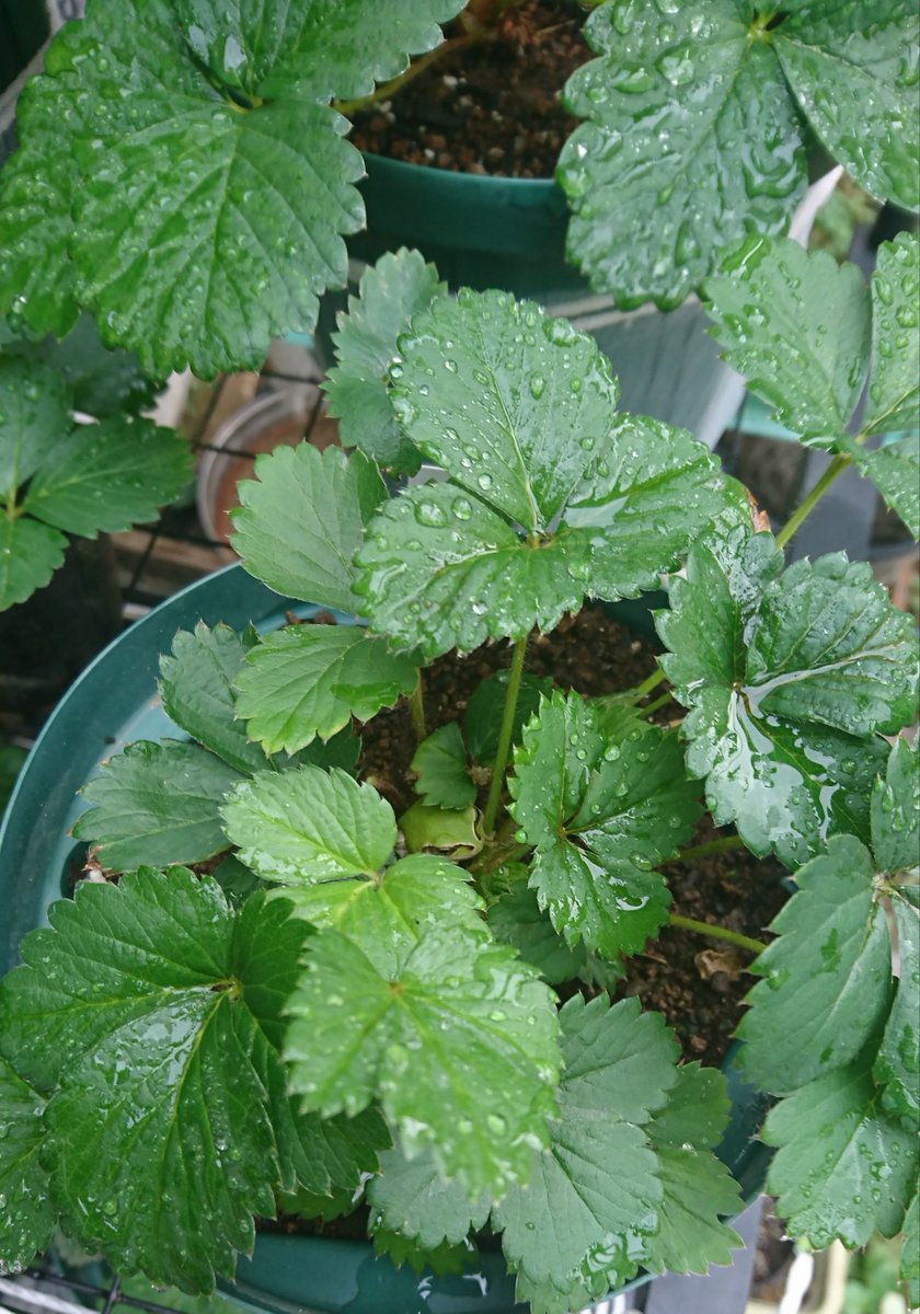 摩玲 -Marei - tweet media