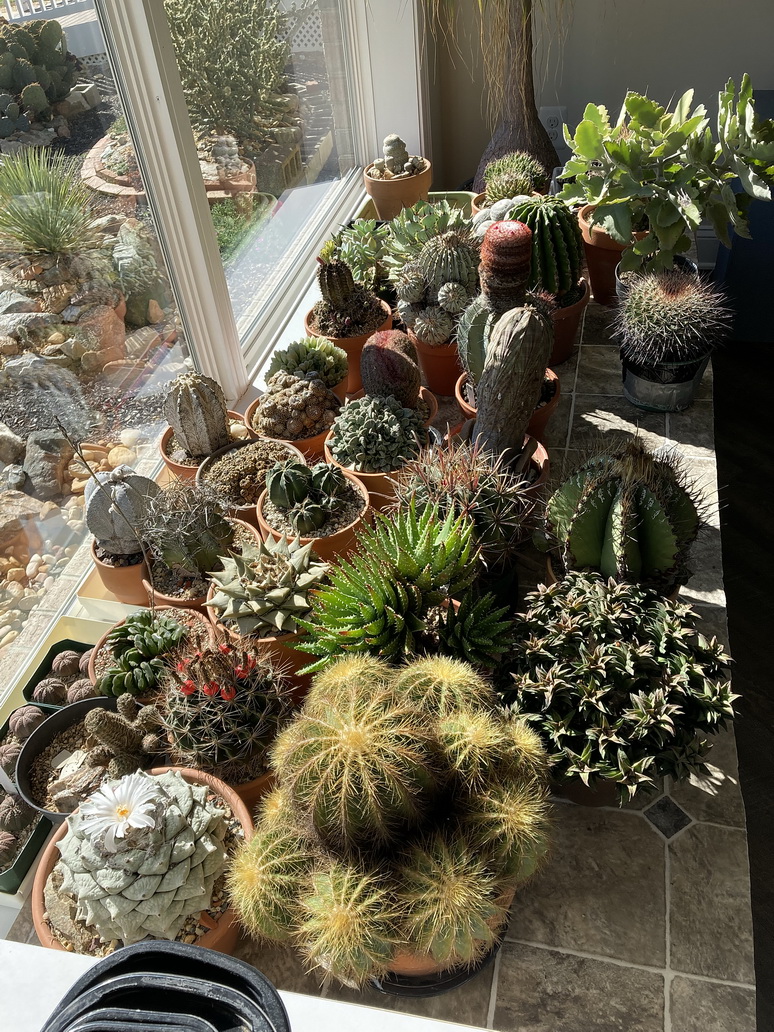 Today the final plants came in from the outside for their home over the next 6 months.  Shown is about two thirds of the collection in the south facing window.  Due to the size of the table the plants are on I couldn't capture the entire collection in one photo.