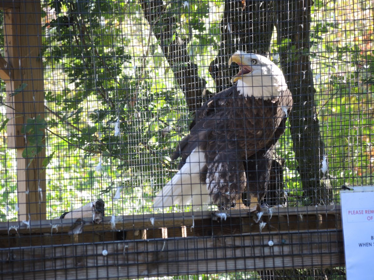 FMidchilde's tweet photo. The bald eagle is kind of an American national bird, which is the main design feature of the Great Seal of the United States. In 2013 I visited the Treehouse Wildlife Center near Alton IL. I took some photos of bald eagles at that time. Here are two of them. I hope you enjoy 'em! https://t.co/R1oQcA5Wg0