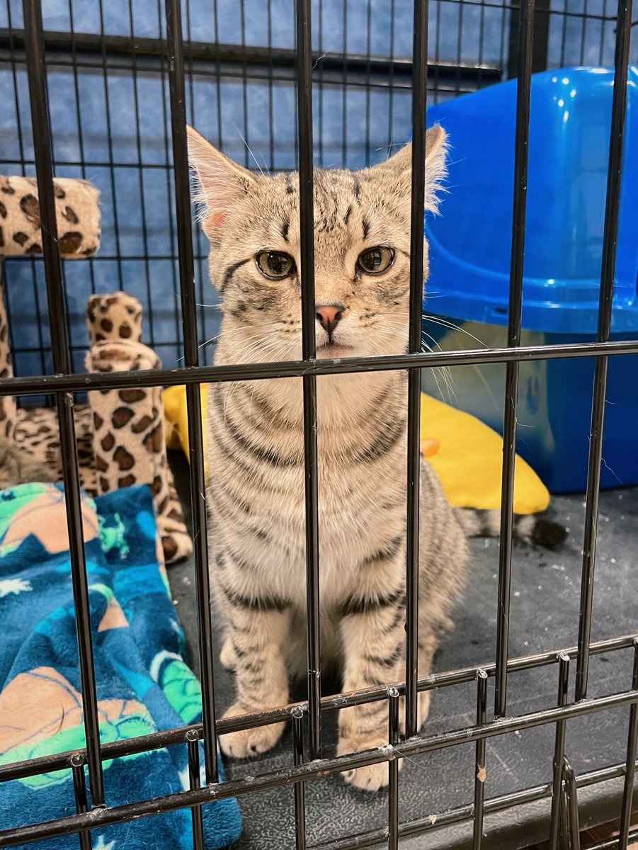 There is a 5-month-old adoptable cat named WiFi at my petsmart and I cannot stop thinking about him.