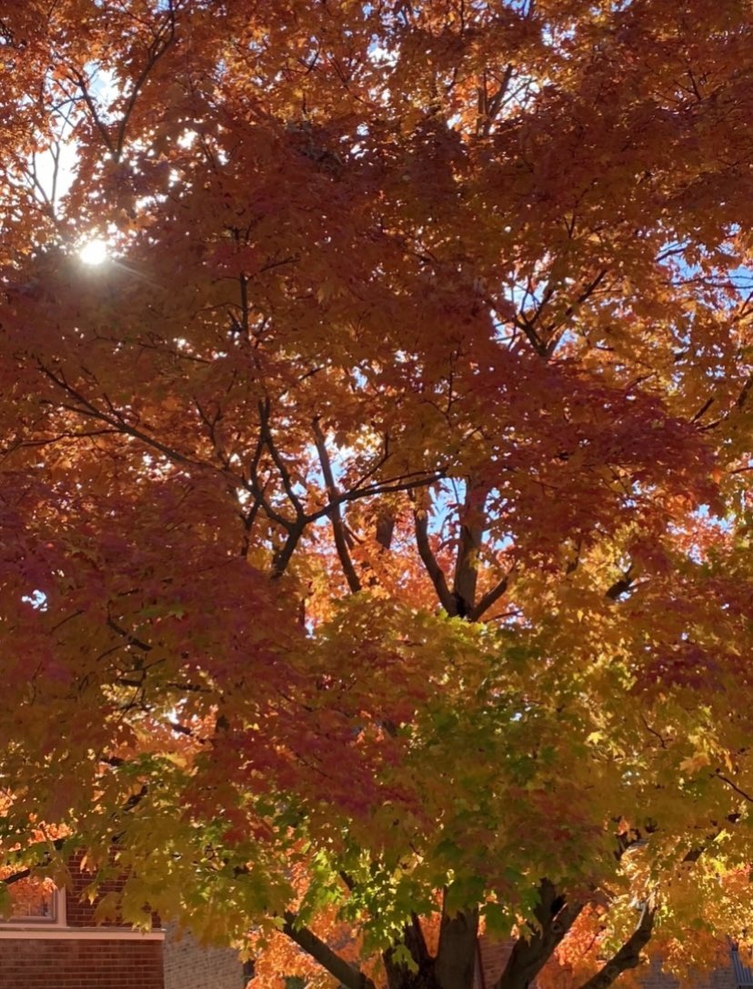 arlene4all's tweet image. Neighborhood trees in November.
#Novembertrees
#AutumnColors