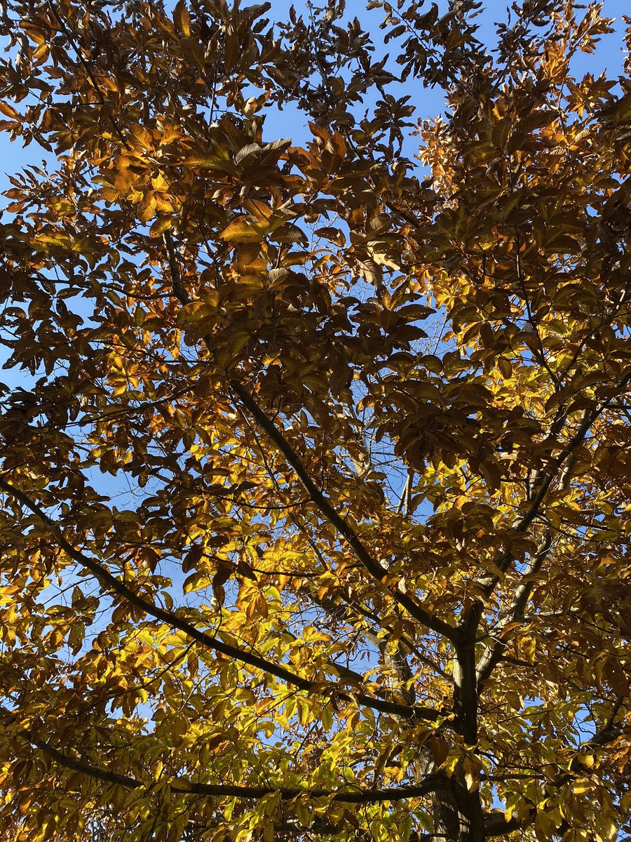 arlene4all's tweet image. Neighborhood trees in November.
#Novembertrees
#AutumnColors