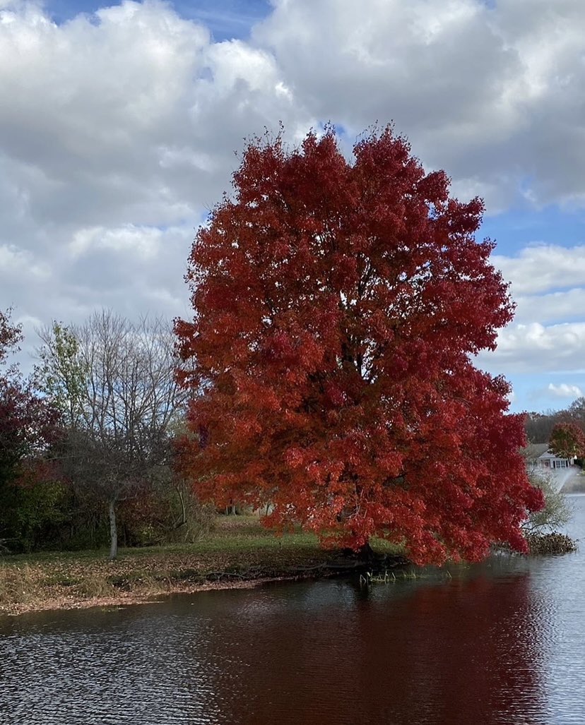 arlene4all's tweet image. Neighborhood trees in November.
#Novembertrees
#AutumnColors