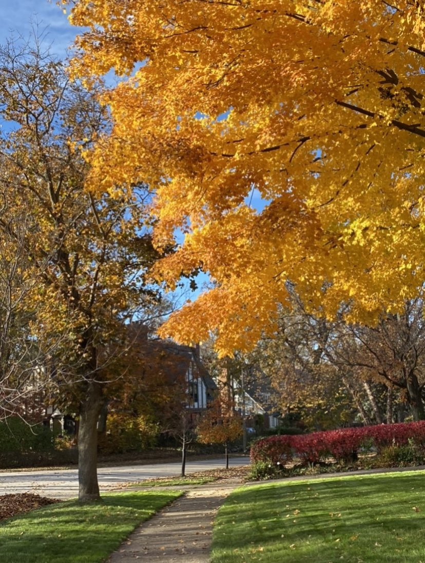 arlene4all's tweet image. Neighborhood trees in November.
#Novembertrees
#AutumnColors