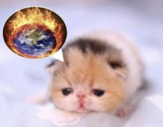 cute kitten thinking about or saying earth on fire