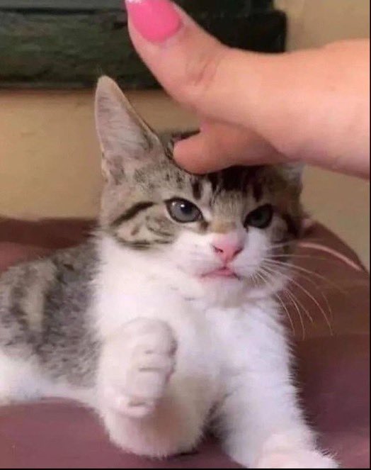 holding back a combative cat by pushing his forehead