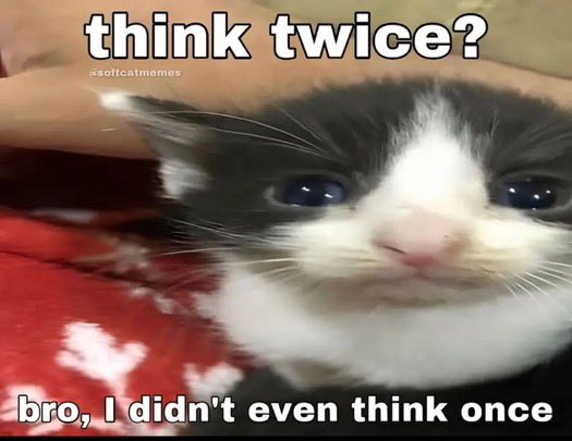 anxious kitten think twice bro I didn’t even think once