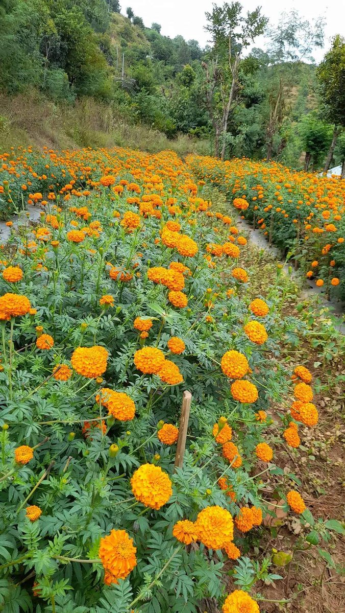 सिन्धुली सुनकोसी गाउपालिका वडा नम्बर ५ निबासि रमेश बिक को महाकाली देबि बहुउद्देश्यीय कृषि  फर्म  को फुल माला चाहिएमा सम्पर्क गर्नु होला ।
रमेश बिक मोबाइल न:9741831471