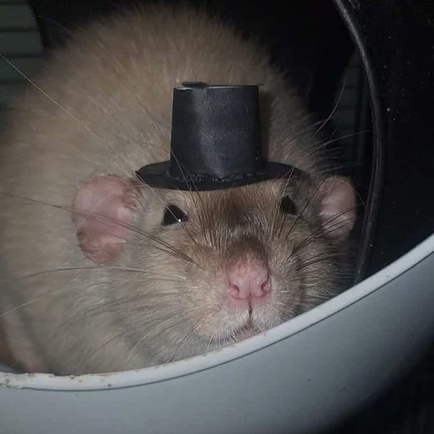good_rats's tweet photo. Ivory and Cujo are throwing a ball in their space pod tonight. They've requested formal attire so you will be turned away at the entrance if you don't have a hat, or if you're a hooman who's too big to enter.
(IG:grim.oxide) https://t.co/x2cP8Sd7QT