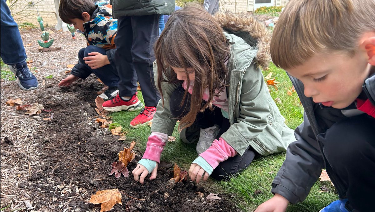chrisgrayDB's tweet photo. First graders are not afraid of getting their hands dirty. As a part of their plant unit, they will study, measure, and write about the tulips they planted in our courtyard! #DBEagles🌷🫧🌞 https://t.co/xG7WbA80sa