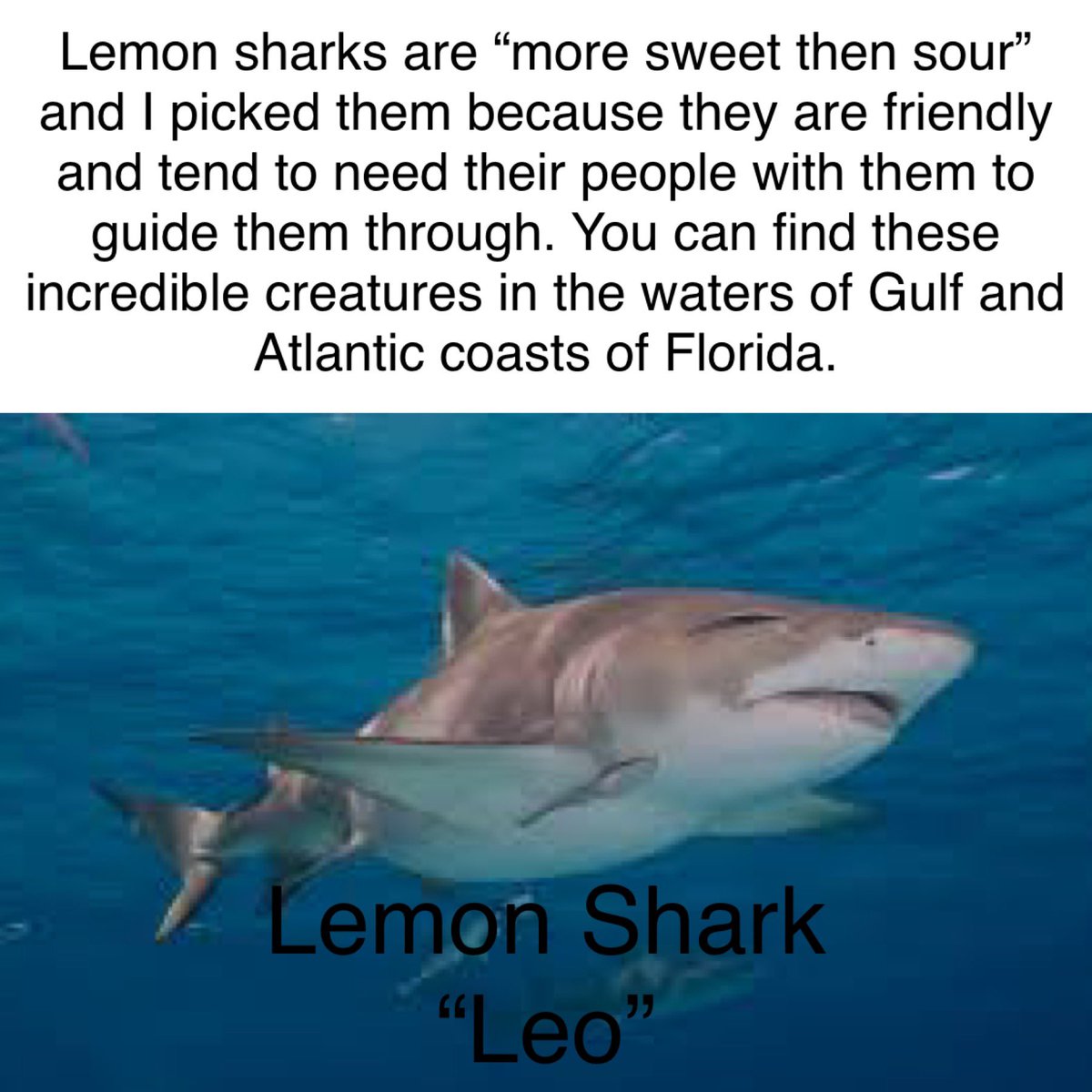 wilsonhidee's tweet image. #SharkChallenge #Leo #Task1 @AMNTX18u @AMNTX18u_Jeff @coachnikolehigh @CoachHill2314 @JimyeVaughan