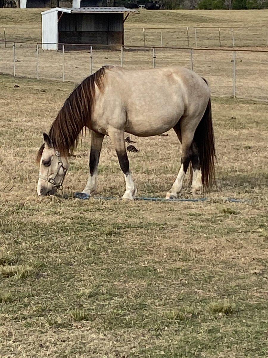 obmarrambo1's tweet image. A few months ago there were many horses abandoned at a farm in North Alabama. A good friend of mine took in 8 of them and gave veterinary care, food, and a lot of love. The last 5 were picked up this morning for new homes , Buckskin mare and the rest in other paddocks