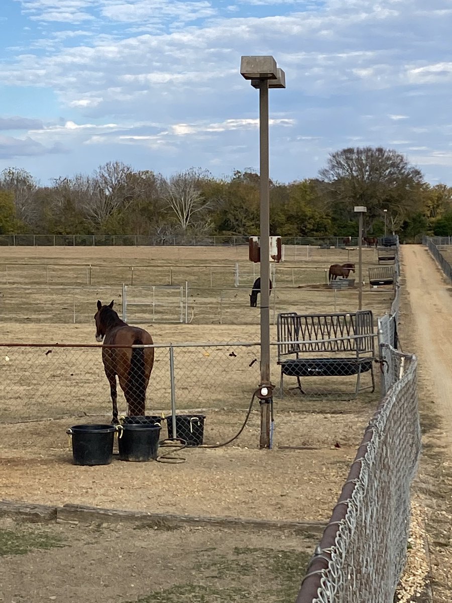 obmarrambo1's tweet image. A few months ago there were many horses abandoned at a farm in North Alabama. A good friend of mine took in 8 of them and gave veterinary care, food, and a lot of love. The last 5 were picked up this morning for new homes , Buckskin mare and the rest in other paddocks