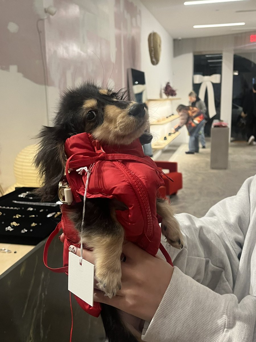 smallgrrl's tweet photo. This dog at work in his Sandy liang puffer I’m SICK 😭😭😭😭 https://t.co/1szmvll1Iw