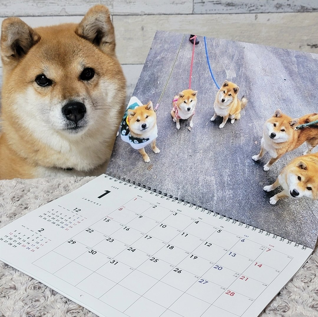 tama7653's tweet photo. 2024年のカレンダーが完成しました🐶

例年は卓上カレンダーでしたが、今年は初めての壁掛けカレンダーです📅✨⠀⠀ https://t.co/dcUyEYpT66