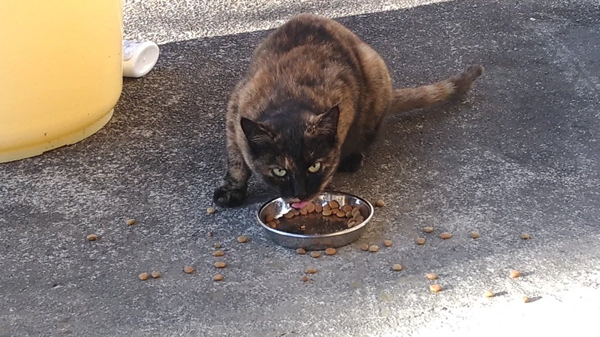 masa_zx's tweet image. ／
✅11月24日の想い出
＼
📅2017年11月24日
野良猫もエサを食べると細身からブクブクと～😅

上目遣いなブチ君～：17.11.24 blog.ezic.info/925.html 

#過去を振り返る