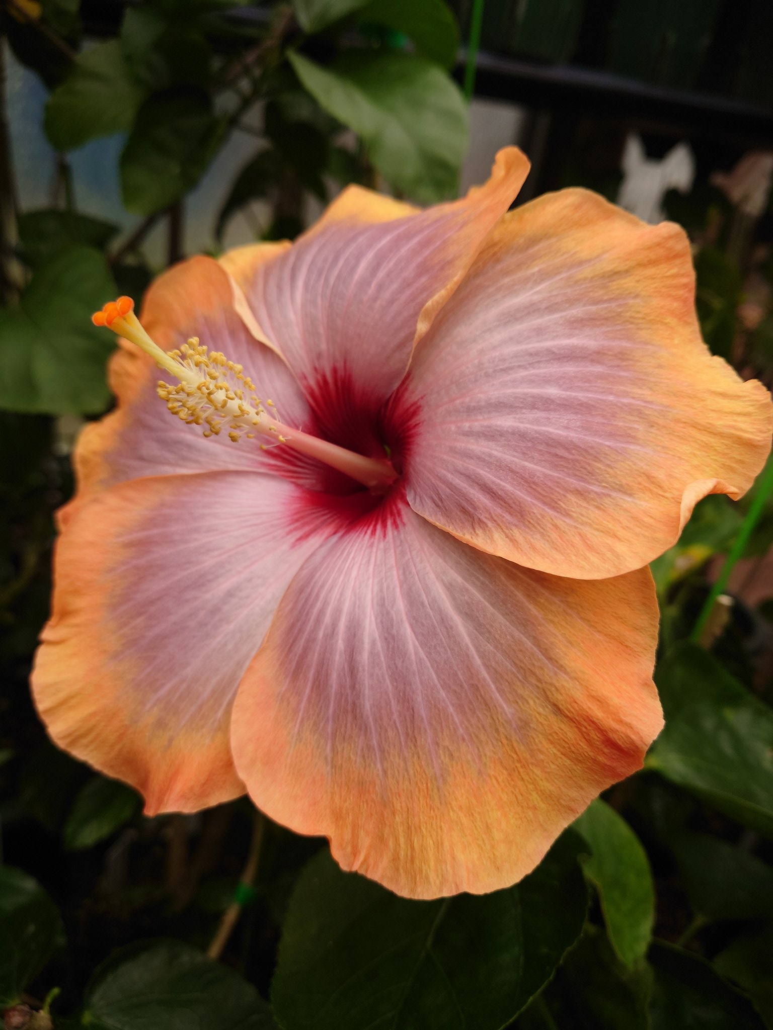 ハイビじぃ (@RYXT8900F38PuO9) / X