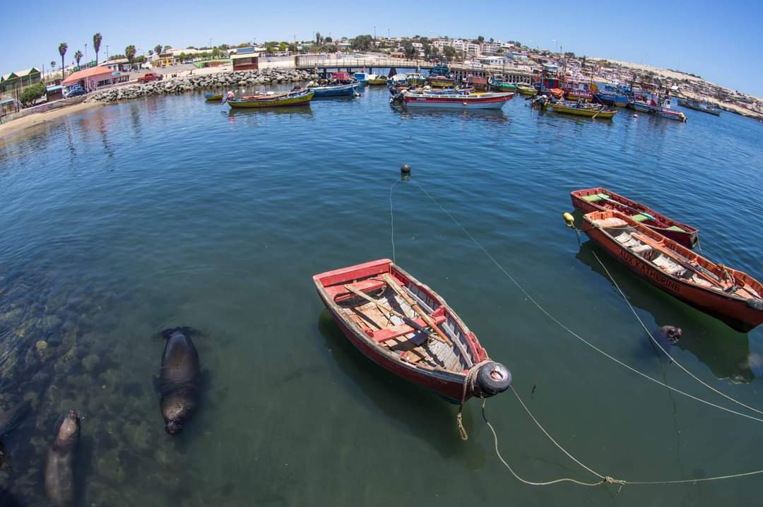 #Caldera 
Año 2016

📷 <a href="/Dani_Trabucco/">Dani Trabucco</a> 
Región de #Atacama 
#NortedeChile