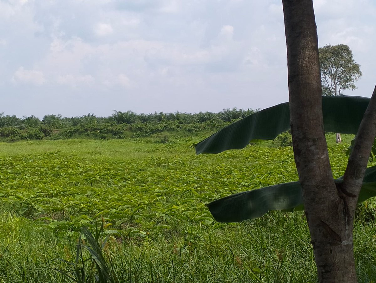 Herbal Plants "Gulinggang" (Cassia alata L.)  are being  besieged by palm oil. #deforestation <a href="/PalmOilDetect/">Palm Oil Detectives #BoycottPalmOil</a>