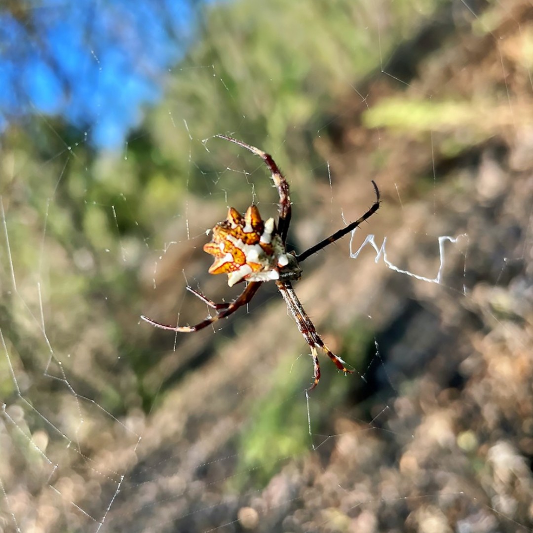 Santa Lucia Conservancy tweet media
