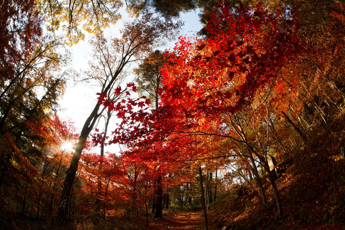 茅野市の多留姫の滝
紅葉シーズンでも人がほとんどいない穴場ですよ
#photography