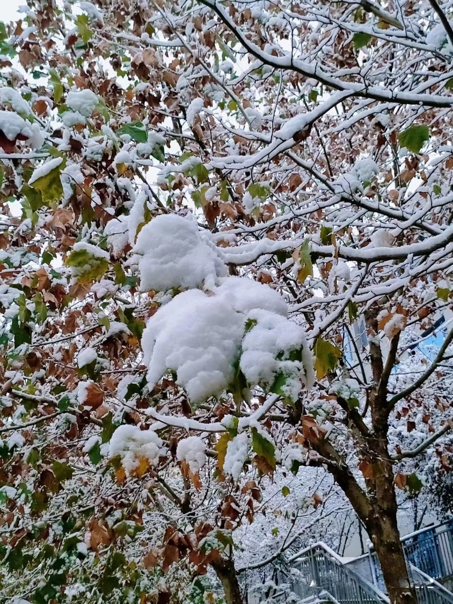 下雪啦～ https://t.co/WcUIJYpH3W
