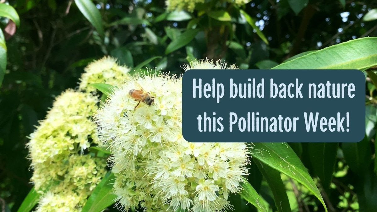 🌼 It's #AustralianPollinatorWeek! Celebrate our vital insect pollinators 🐝 They're crucial for native trees and plants but face threats. Help by creating a Nature Block with native plants 🪴 Just a few in your garden or balcony can restore nature 🌱 buff.ly/3FJZqkm 💚☀️